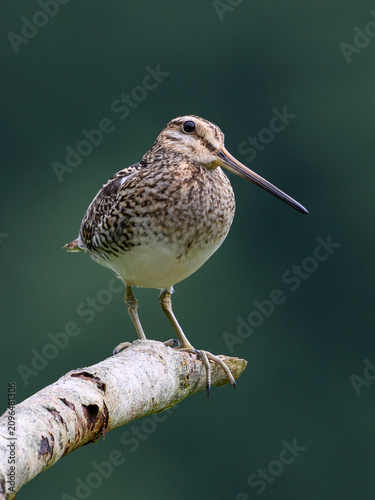 Common snipe (Gallinago gallinago)