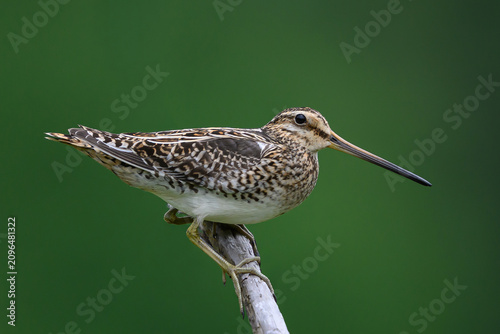 Common snipe (Gallinago gallinago)