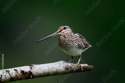 Schilderij op canvas Common snipe (Gallinago gallinago)