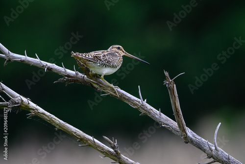 Common snipe (Gallinago gallinago)