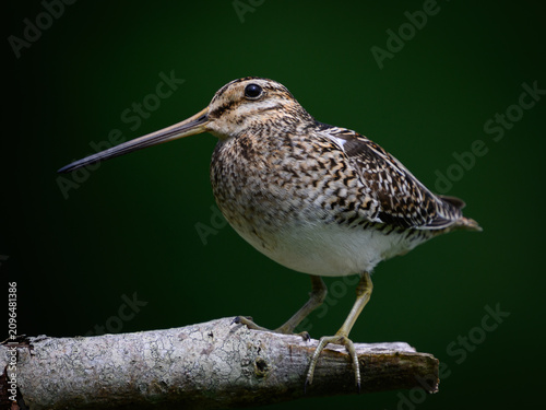 Common snipe (Gallinago gallinago)