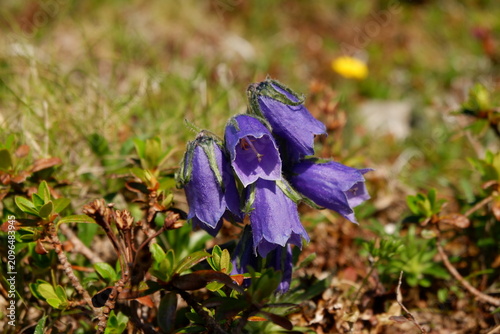Bild auf Leinwand Close-up of wild dark purple bellflowers blooming in alpine meadow