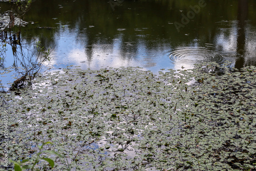 Obraz na plátně Numerous circles from light raindrops spread across the mirror-like dark surface of a forest pond
