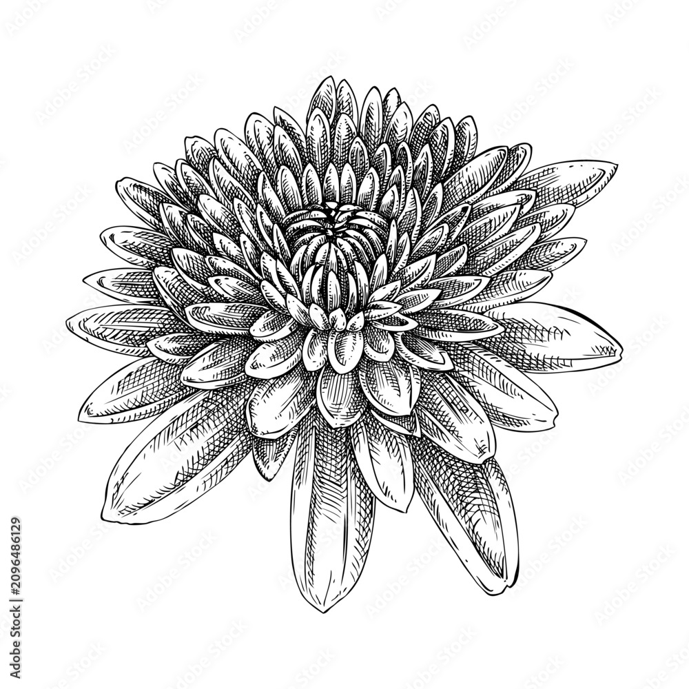 Fototapeta premium Chrysanthemum hand drawn botanical illustration in sketch style. Vintage autumn flower drawing. NOT AI generated