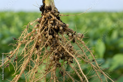 Close-up of soybean roots with nitrogen-fixing nodules against blurred green field, showing soil biology