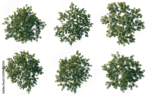 Fotografía Set of Cascabela thevetia tree plan, top view, cutout, transparent background, isolate, Six different tree canopy views on black background for landscape design and architectural rendering