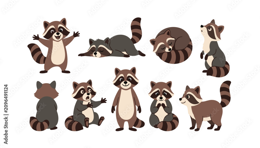 Fototapeta premium Cute cartoon raccoon characters set sleeping sitting looking up walking standing and showing back view flat vector illustration
