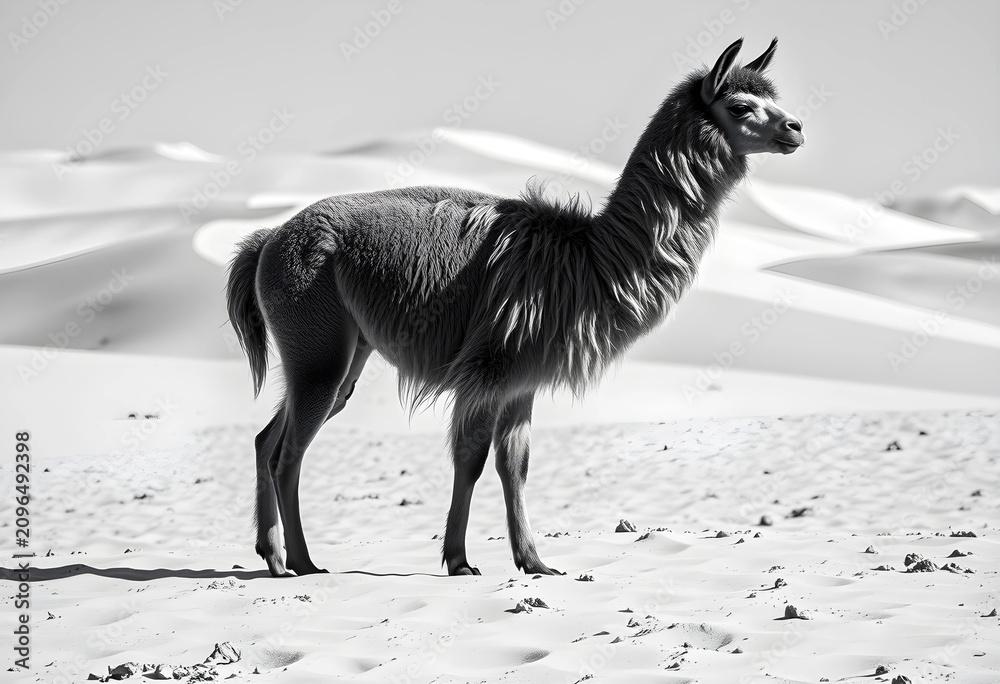 Fototapeta premium Serene llama standing in sandy dunes in monochrome
