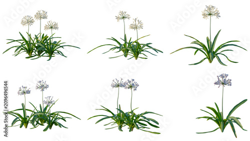 Foto Set of Agapanthus africanus tree elevation, front view, cutout, transparent back