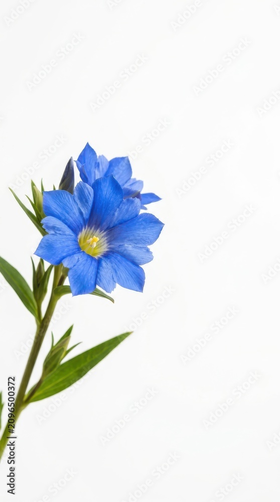Obraz premium Blue Gentiana flower on stem