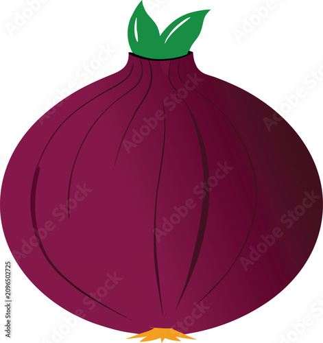 real onion-vector-icon-on-white -brackground