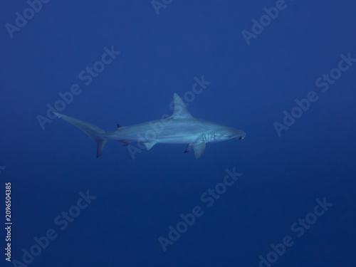 Side view of Scalloped hammerhead, Daedalus