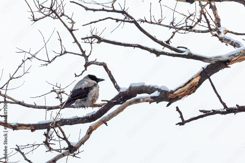 Obraz premium A lonely crow on a dry branch covered with snow