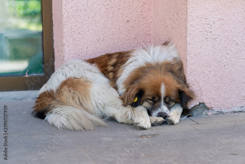 Photography A white and orange spotted dog sleeps peacefully near a building
