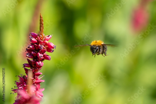 Bumblebee in Flight Approaching Red Persicaria Flower Macro Action Shot
