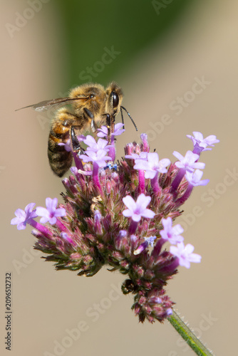 Honey Bee Collecting Nectar on Purple Verbena Flower Macro Photography