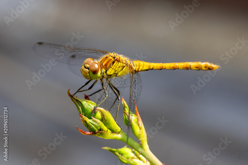 Yellow Female Darter Dragonfly Perched on Green Flower Bud Macro
