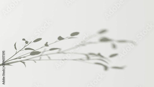Abstract shadow one branch on wind background, looped animation, 3d rendering. Shadiness playing of blurry leaf overlay backdrop, 4k. Foliage reflection with soft light and motion blur template.