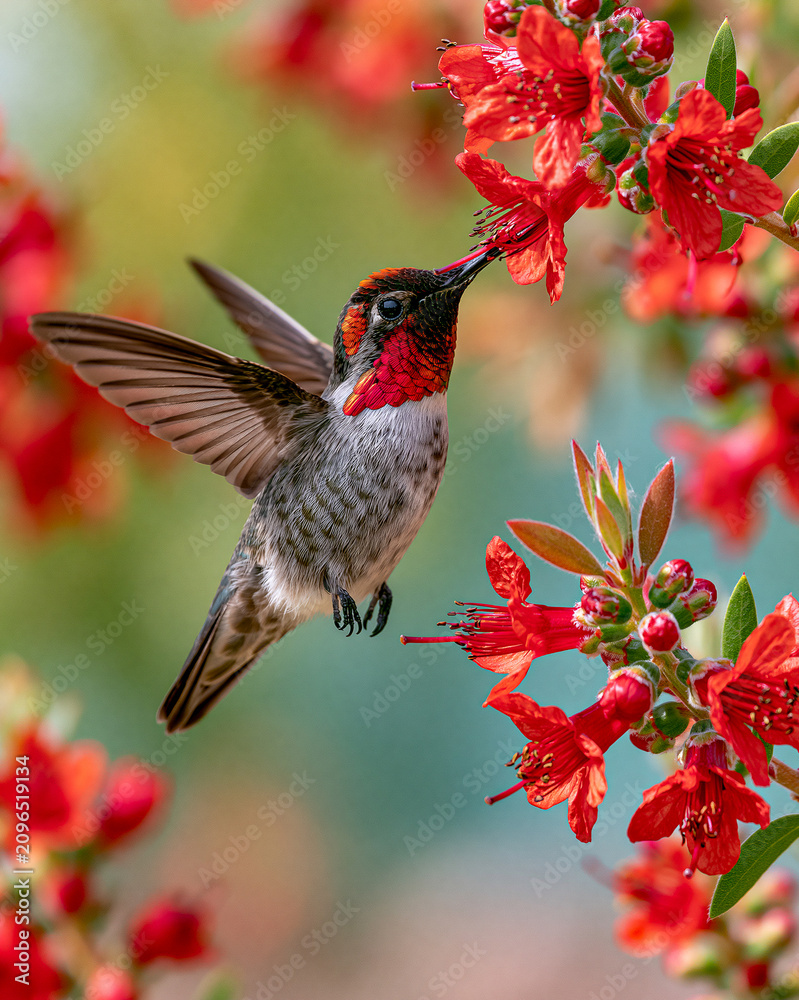 Obraz premium Stunning Macro Photography of a Hummingbird Pollinating Vibrant Red Flowers in a Lush Tropical Garden