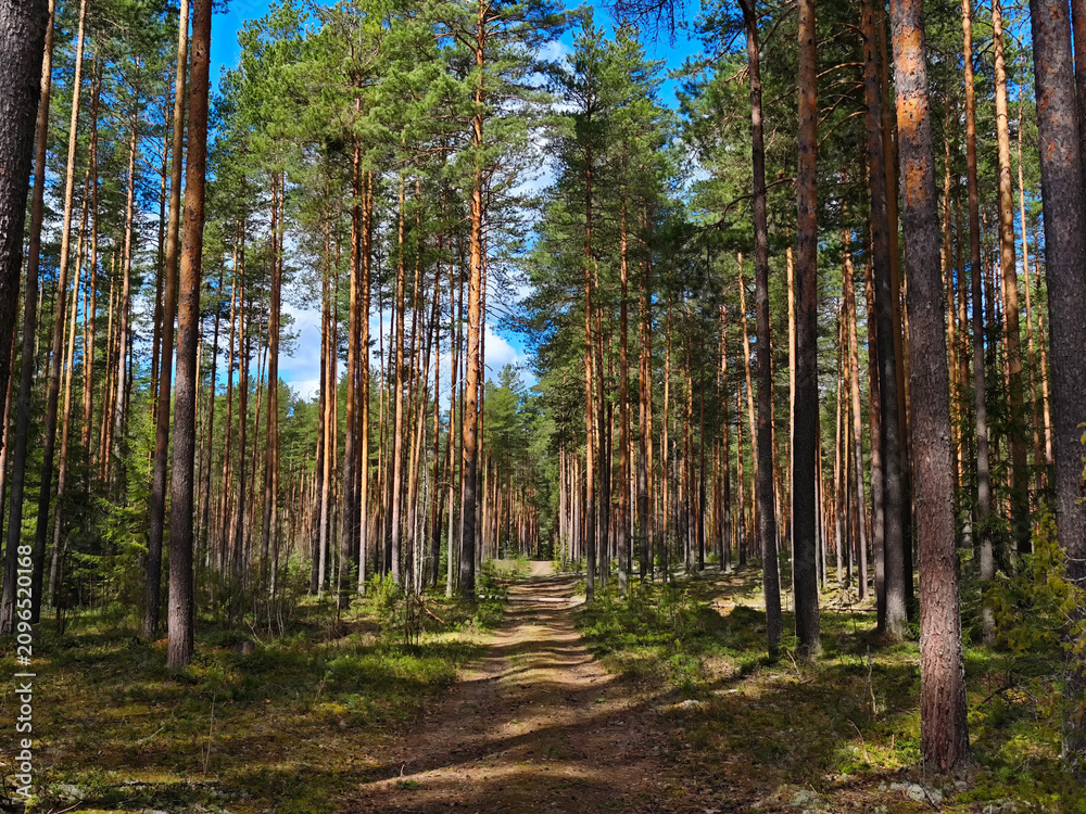 Fototapeta premium Exploring a quiet road through the tall trees of a forest in springtime