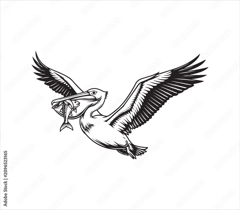 Fototapeta premium Pelican flying with fish in its beak in air wildlife illustration