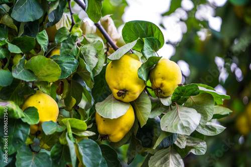 Obraz na plátně Yellow quinces stand out on the tree branch with their bright color and smooth surface