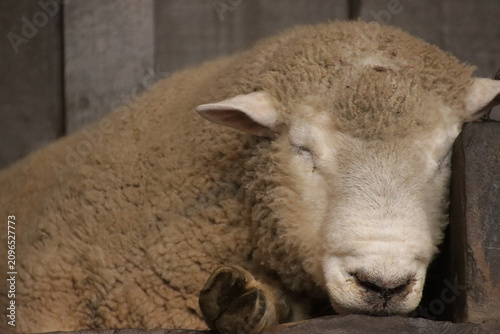 sheep in a farm