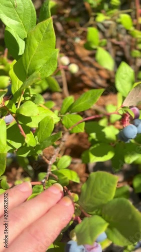 Harvesting Fresh Blueberries From Bush And Berry Close Up Review
