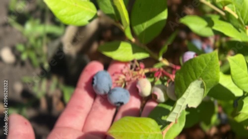 Harvesting Fresh Blueberries From Bush And Berry Close Up Review