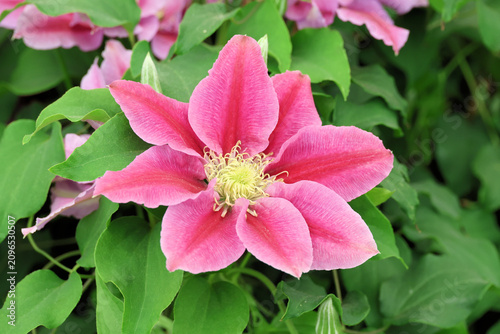Clematis Vicki Evipo114.  Close up of strong pink early large clematis flower with deeper pink bars or stripes in summer. 