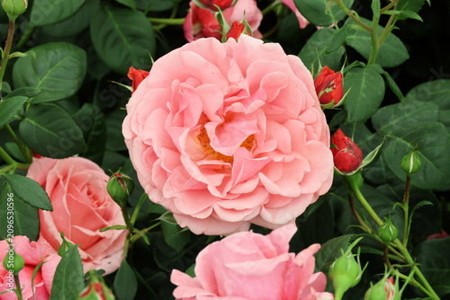 Foto Rosa The Saga Rose ('Harfeelings')