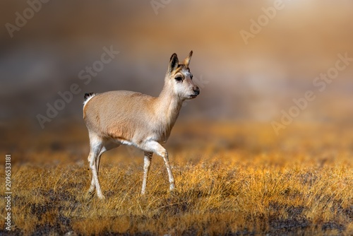 Fotografija The goa, also known as the Tibetan gazelle, is a species of antelope that inhabits the Tibetan Plateau