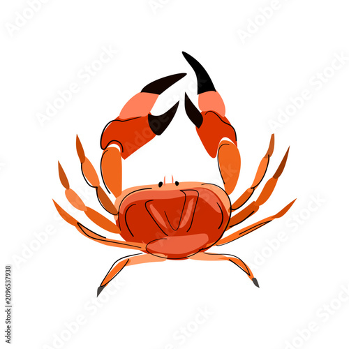 Single red crab isolated on white background, stylized seafood illustration