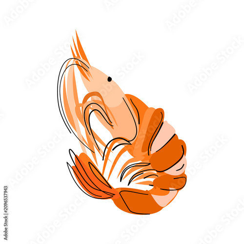 Single fresh shrimp isolated on white background, sketch style seafood illustration