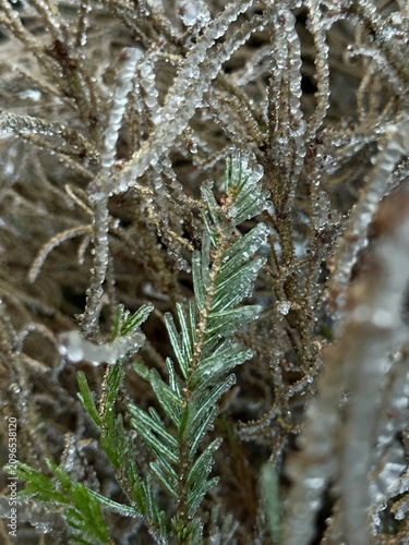 Close up view of a small evergreen plant branch coated in sparkling ice crystals and moisture during winter.