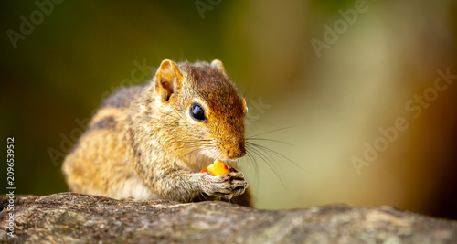 Photography Chipmunk against the backdrop of tropical nature