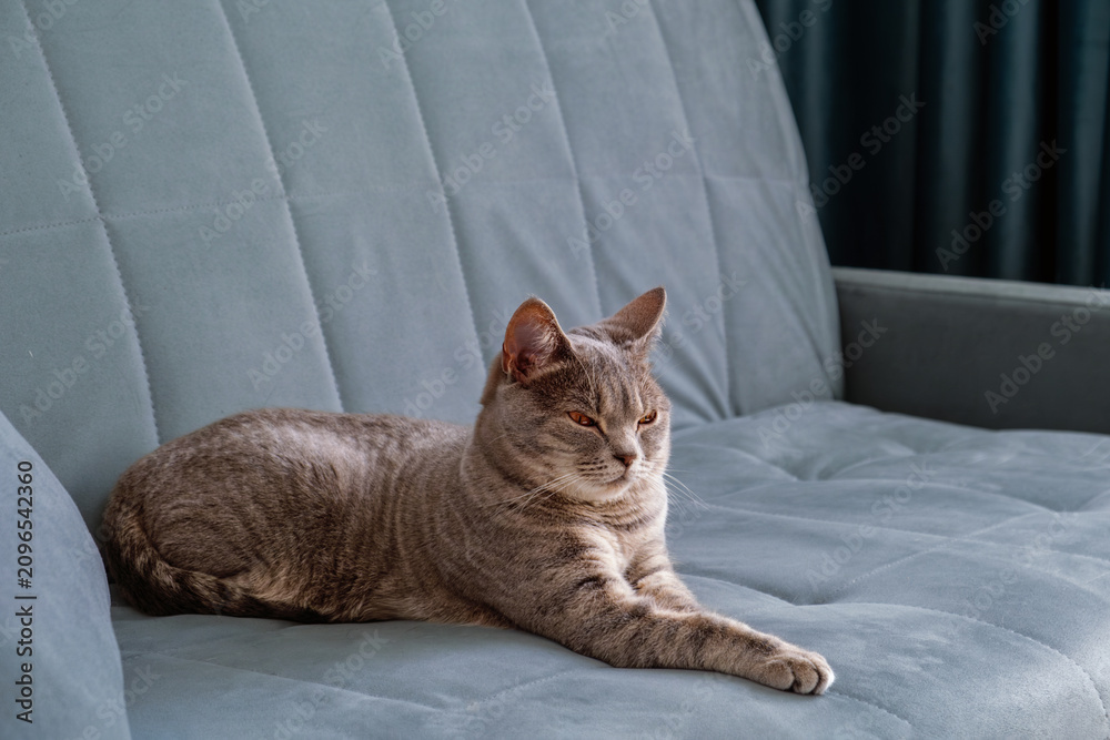 Obraz premium A shorthaired tabby cat rests stretched out on a soft upholstered couch with a neutral color palette.