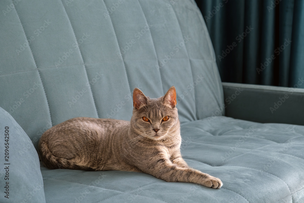 Obraz premium A shorthaired tabby cat rests stretched out on a soft upholstered couch with a neutral color palette.