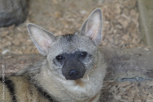 Aardwolf