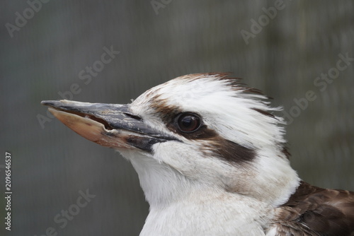 Laughing kookaburra