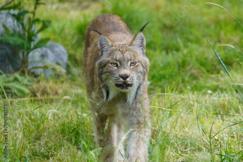 Fotografie Canada lynx