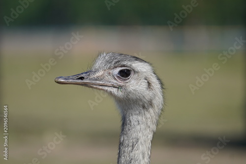 Rhea 