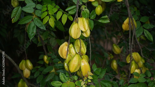 Quadro su tela Close Up Detail of Ripe Tropical Star Fruit Bunches Outdoors