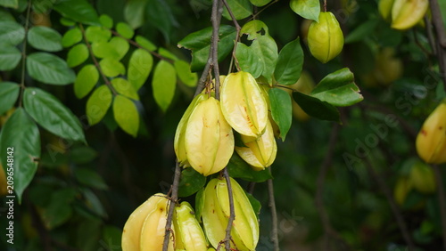 Fotografie Ripe Yellow Starfruit Clusters Hanging on Tree Branch in Orchard