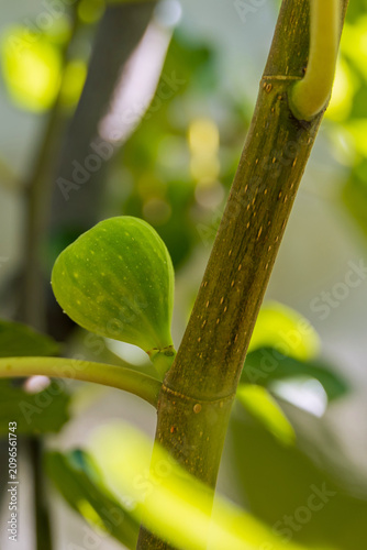 Green figs ripening on a fig tree branch in a sunny garden. Home orchards and organic fruit growing support healthy living and sustainable harvests.