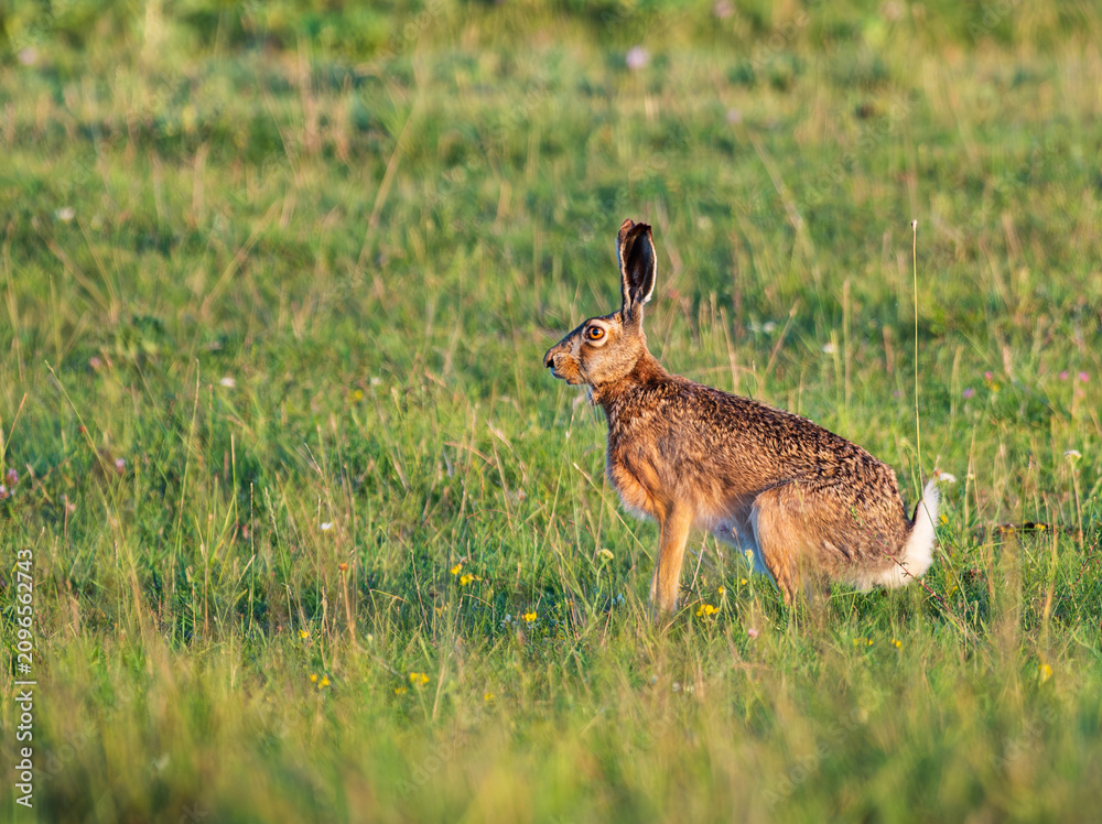 Naklejka premium hare sitting in the grass