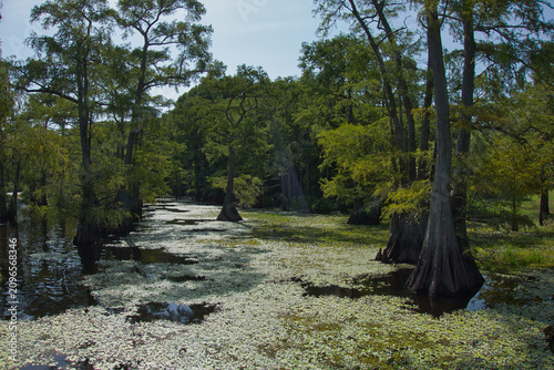 Sunlight Piercing Through Cypress Swamp Canopy Over Aquatic Greenery