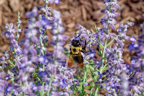 Eastern carpenter bee collecting nectar