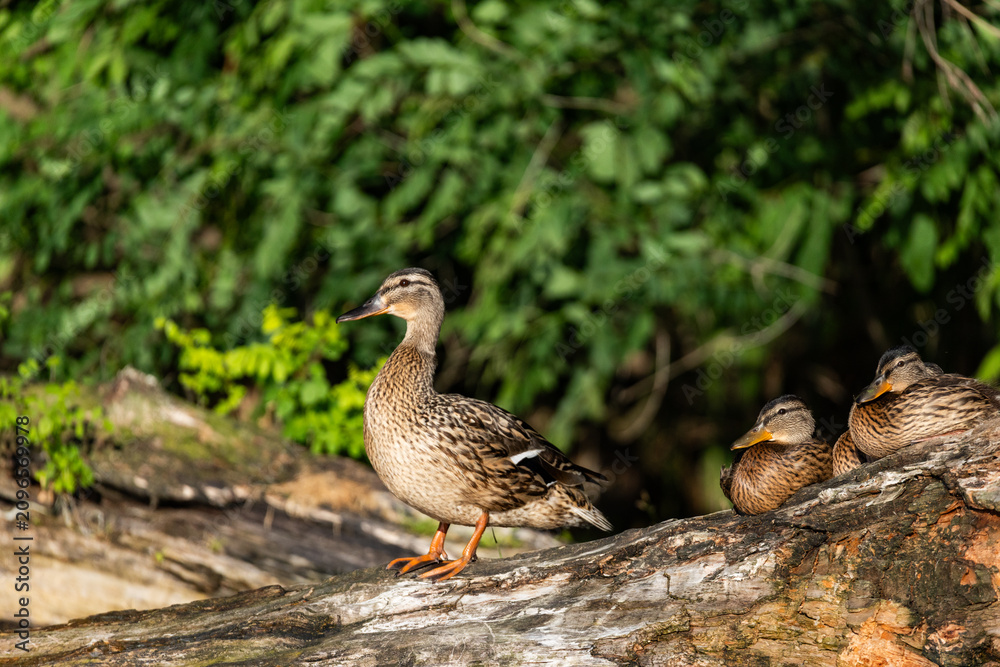 Fototapeta premium small wild ducklings sitting on a branch