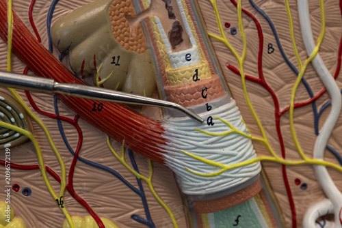 Foto Pointer Showing Peripheral Connective Tissue Sheath On Hair Model